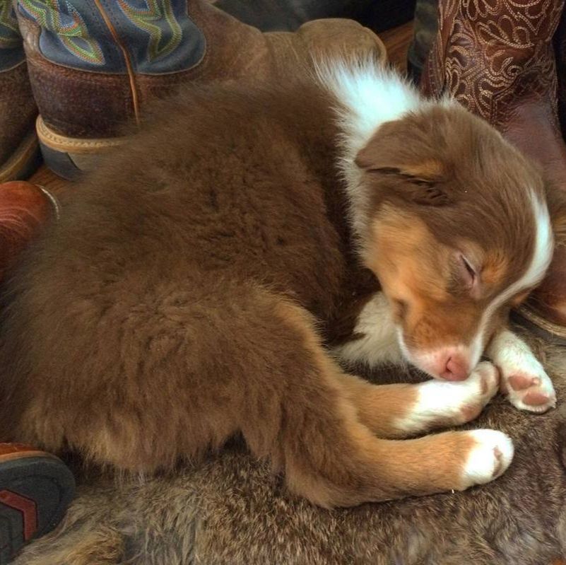 asca australian shepherd puppies for sale